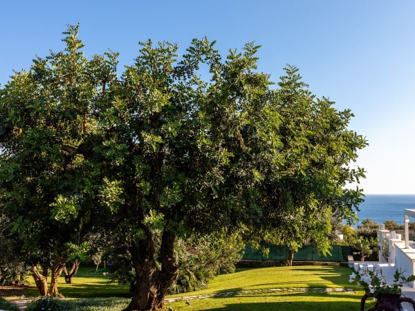 The surrounding gardens.