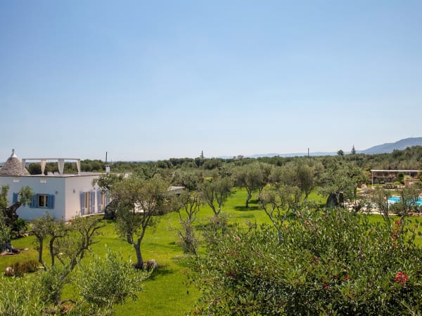 The lawned garden is dotted with olive trees.