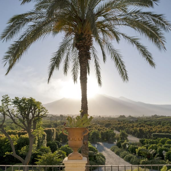 Mount Etna rises behind one of Don Venerando's many palm trees.