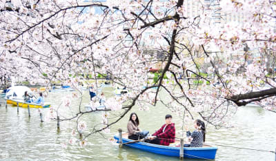 Tokyo Ueno Park, National Museum & Ameyoko Street Food Market Walking Tour – Half day