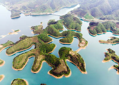 Pinglin Tea Plantation & Thousand Island Lake Tour (Taipei) — Half Day