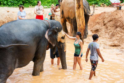 Phuket Elephant Sanctuary, Wat Chalong & Beach Hopping Tour – Full Day