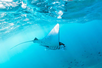West Nusa Penida Snorkeling Tour – Full Day