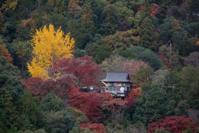 Beyond Arashiyama Bamboo Forest: Trekking with Authentic Zen Temple Monk Experience – 4 Hrs