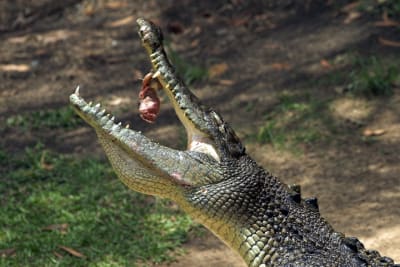 Hartley’s Saltwater Crocodile Adventures Cairns Tour — Half Day