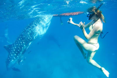 Oslob Whale Shark Watching Tour Cebu – Full Day