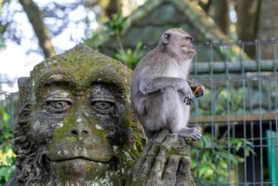 Ubud and Tanah Lot Temple Sunset Tour – Full Day