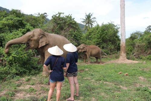 Koh Samui Elephant Sanctuary, Hin Ta Hin Yai & Silver Beach Tour – Full Day