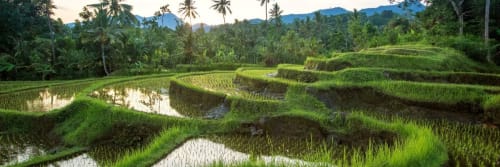 Jatiluwih Rice Terraces