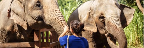 Elephant Caring in Chiang Mai