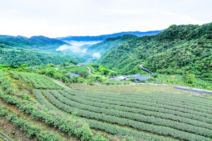 Description - Pinglin Tea Plantation & Thousand Island Lake Tour — Full Day