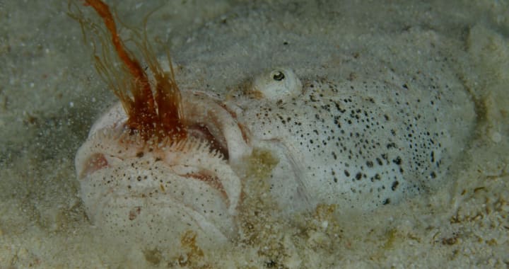 Gallery - Cabilao Island Diving Package