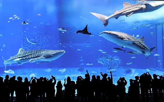 Okinawa Bus Tour Aquarium Kouri Island Ryukyu Village Full
