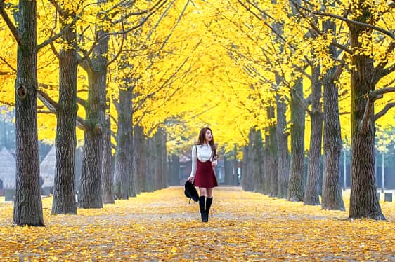 An Ultimate Guide To Nami Island Namiseom In Korea Trazy Blog