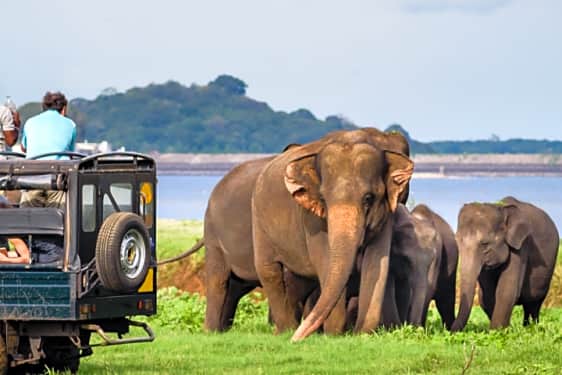 Udawalawe National Park Safari Half Day Book Now Tripguru