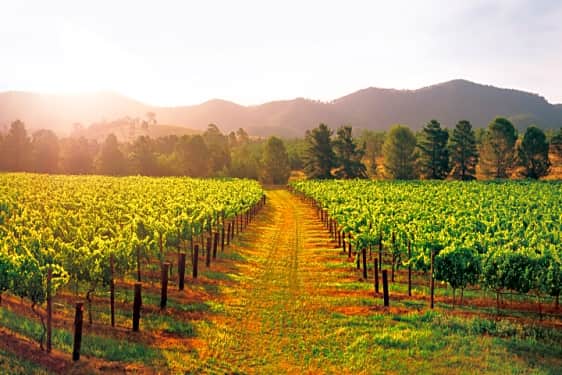 Hunter Valley Wine Tour With Chocolate And Vodka Full Day Book Now Tripguru Trip planner on types of day trips from sydney, best wineries, time to visit, cellar doors, tasting tips. hunter valley scenic wine cheese tour full day