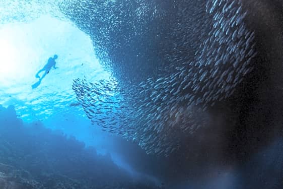 Moalboal Pescador Island Hopping Tour Snorkeling With Sardine Run Exotic Species And More Cebu Full Day Book Now Tripguru Sardine run bei port st. moalboal pescador island hopping tour snorkeling with sardine run exotic species and more cebu full day