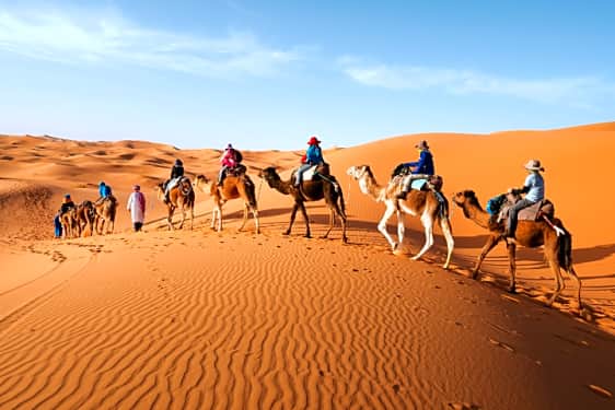 Camel Ride Marrakech Tour Half Day Book Now Tripguru