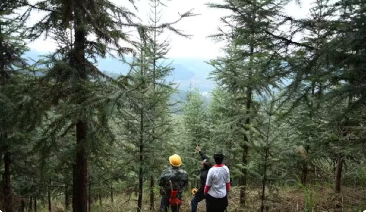 Anhuang Afforestation