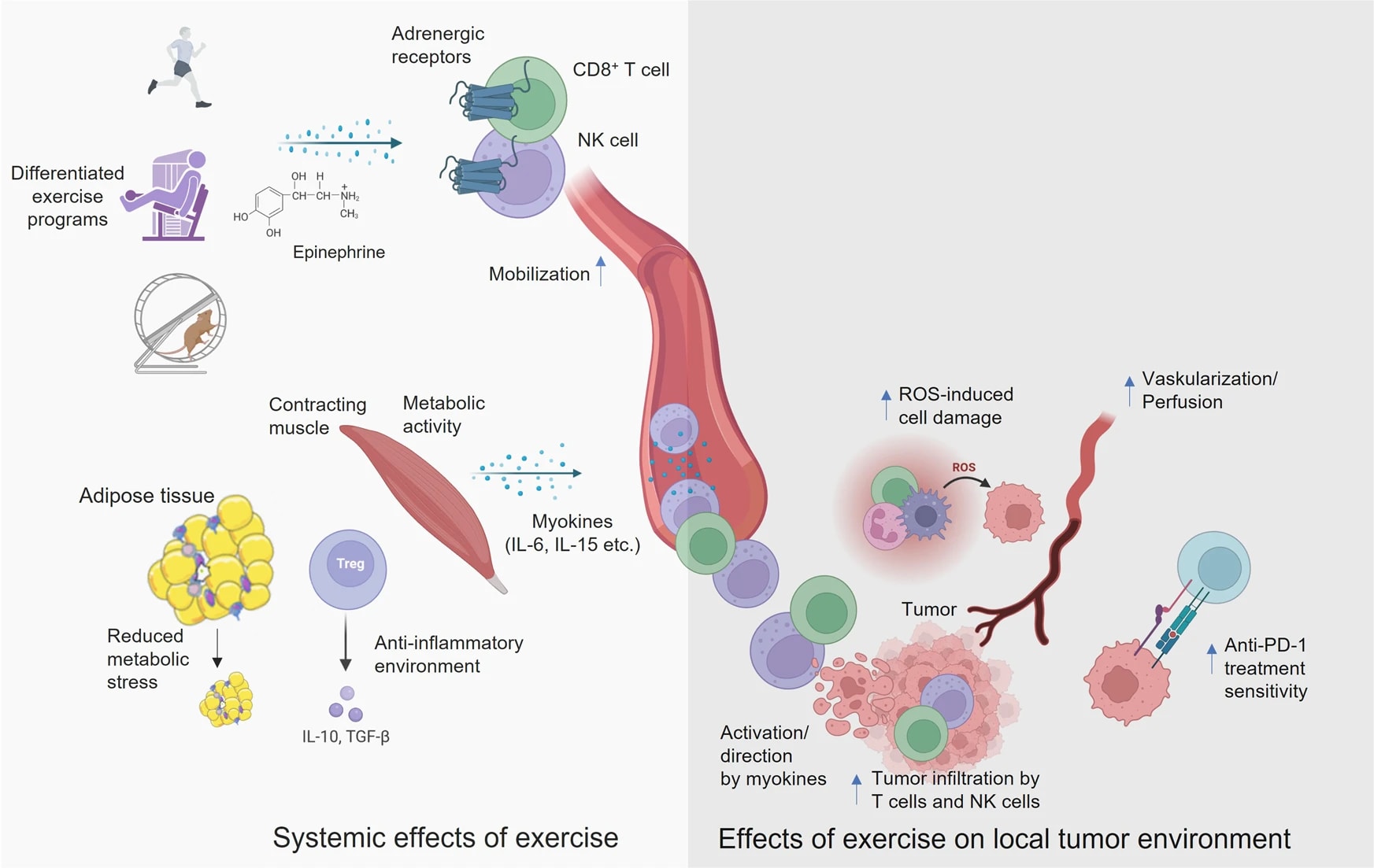 Systemic effects physical activity and associated local effects of exercise on the local tumor environment. Various modalities of exercise cause the release of epinephrine, which has a mobilizing effect on T cells and NK cells via adrenergic receptors. Myokines then activate and direct immune cells into the tumor, which can support therapy using checkpoint inhibitors. Photo by Nature Medical. Systemic effects physical activity and associated local effects of exercise on the local tumor environment. Various modalities of exercise cause the release of epinephrine, which has a mobilizing effect on T cells and NK cells via adrenergic receptors. Myokines then activate and direct immune cells into the tumor, which can support therapy using checkpoint inhibitors. Photo by Nature Medical.
