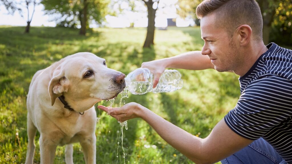 Caring for pets in hot weather: the complete guide to protecting your furry friends during summer.