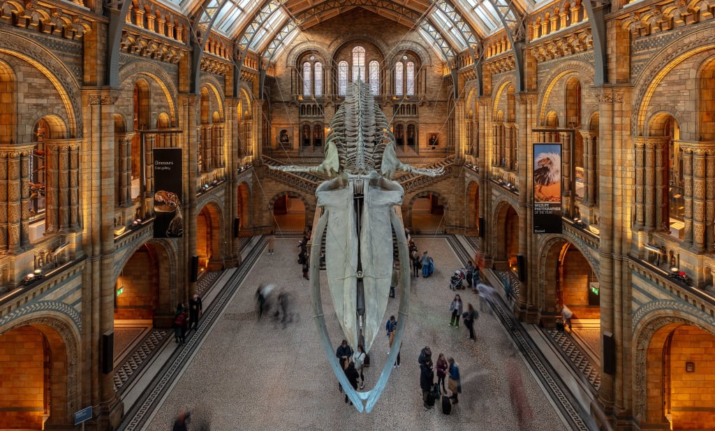 Blue whale skeleton at the Natural History Museum, London, England. Photo by Diego Delso. Blue whale skeleton at the Natural History Museum, London, England. Photo by Diego Delso.