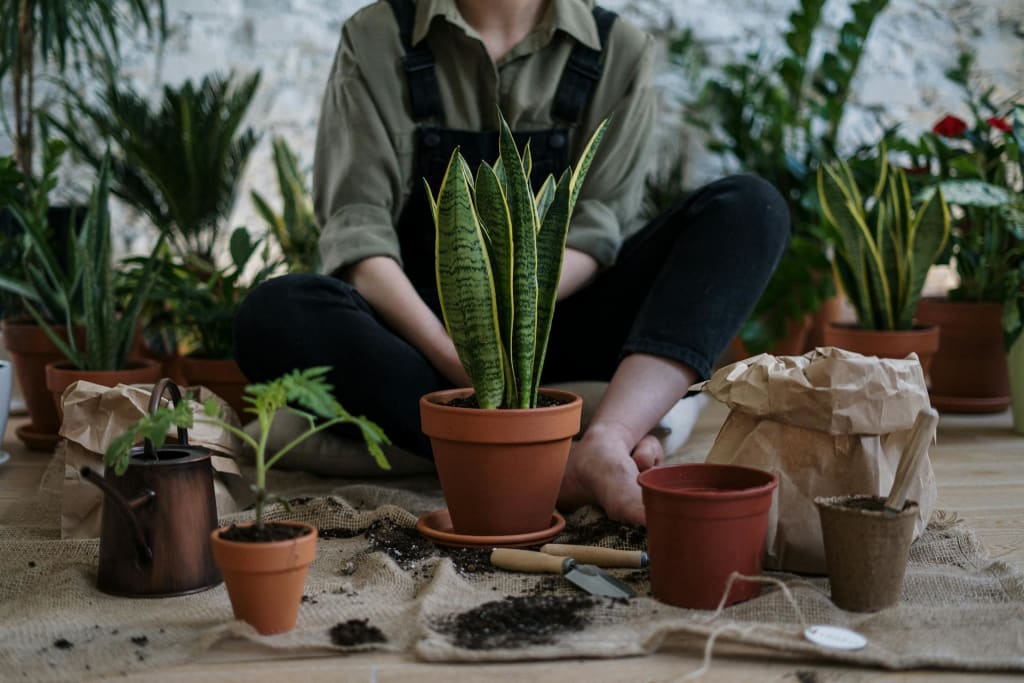 Photo of Person Sitting Near Potted Plants Photo of Person Sitting Near Potted Plants