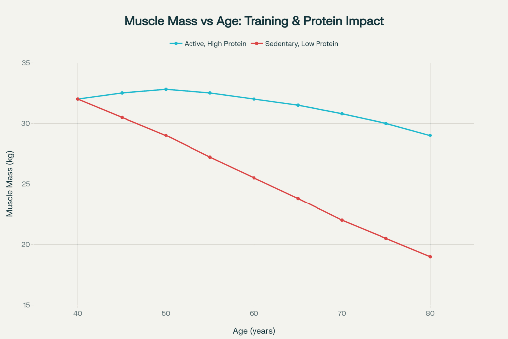 Muscle mass trajectories comparing active high-protein versus sedentary low-protein diets from age 40 to 80. Muscle mass trajectories comparing active high-protein versus sedentary low-protein diets from age 40 to 80.