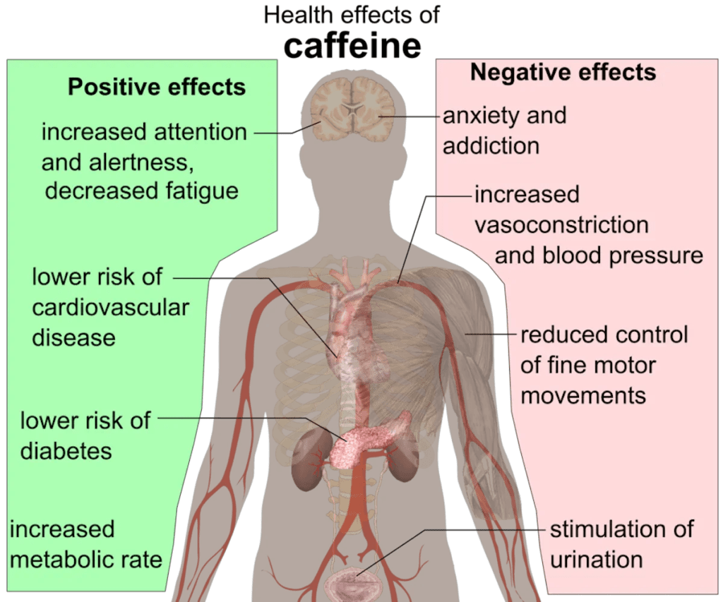 This diagram shows how caffeine affects the different areas of the body, both positively and negatively. Public domain. This diagram shows how caffeine affects the different areas of the body, both positively and negatively. Public domain.