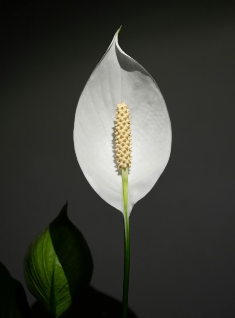 An Anthurium Flower An Anthurium Flower