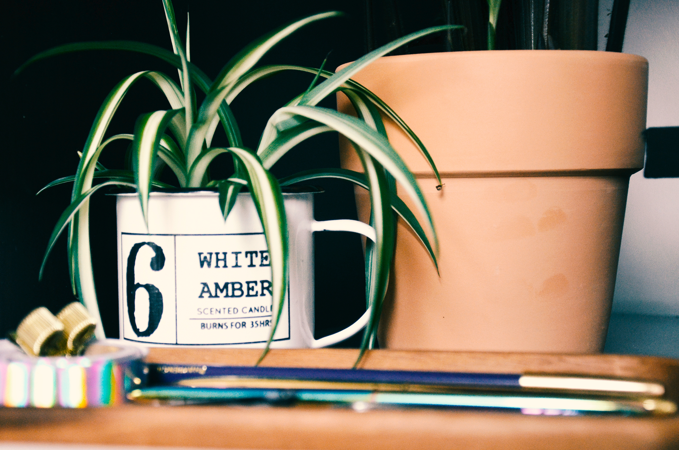 Desk Spider plant in a previously candle coffee mug