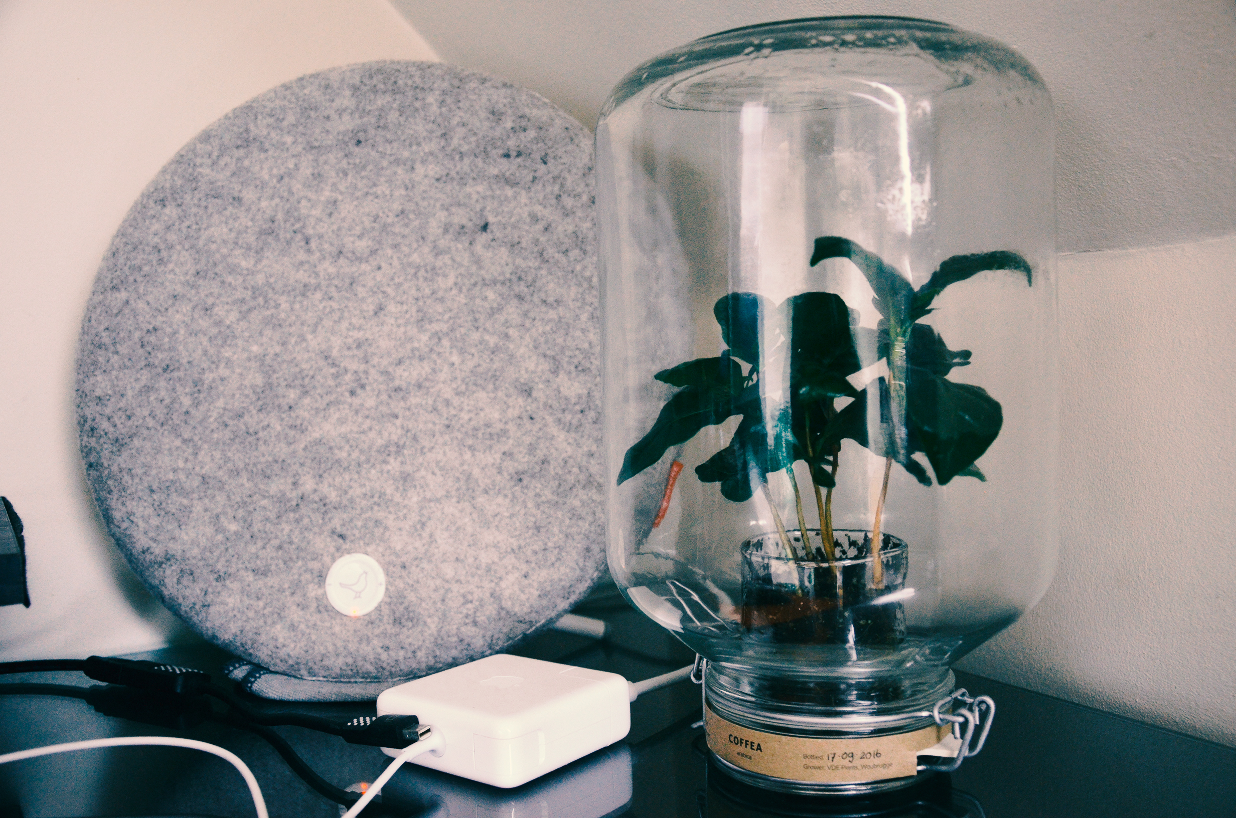 My desk Pika (Coffea) plant