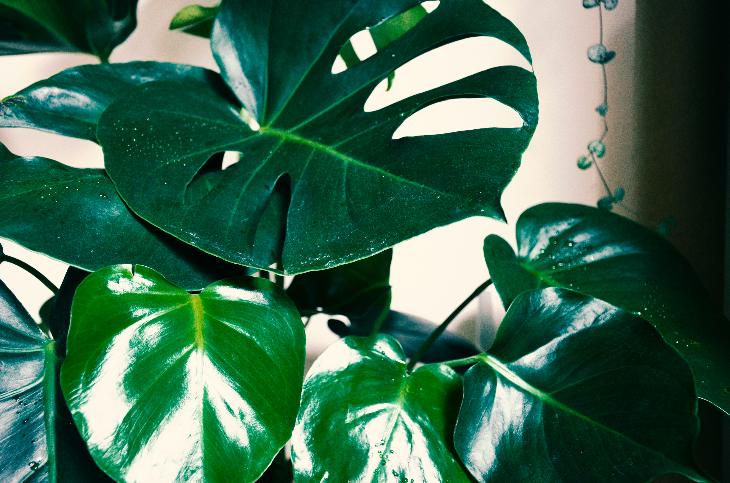 Another Monstera shot