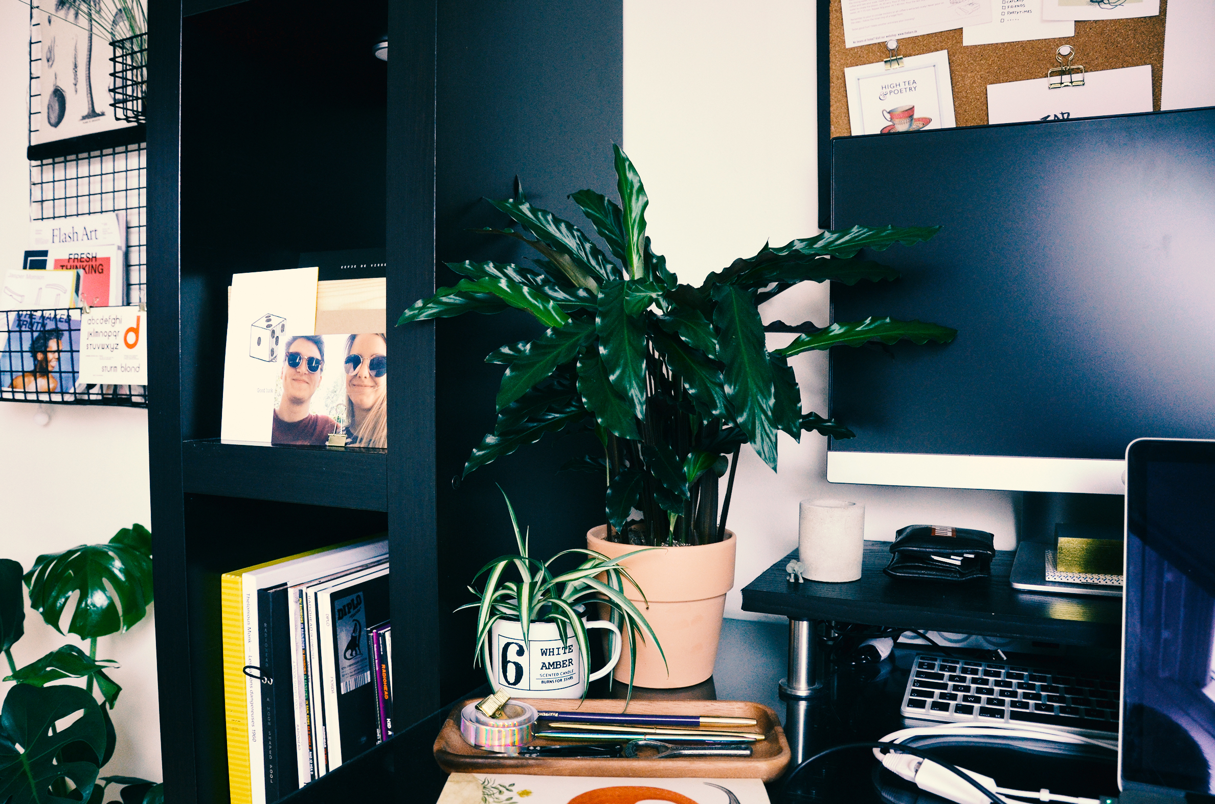 Wide shot of my Calathea on my desk