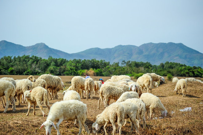 Đồng Cừu