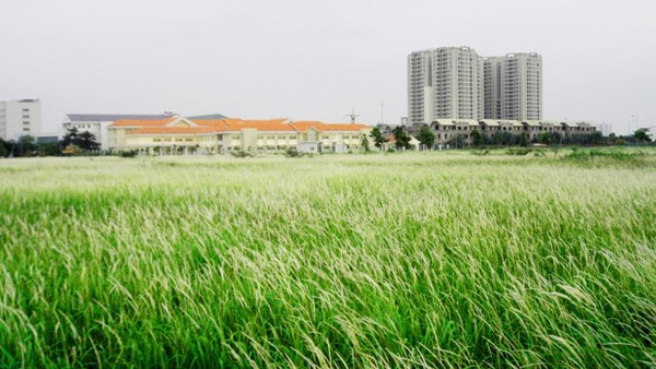 Cánh Đồng Cỏ Lau