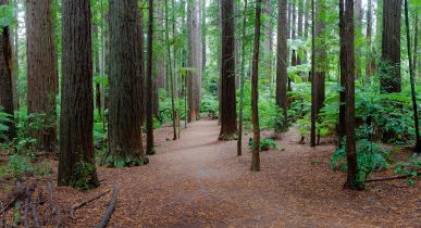 Run the Forest Rotorua - 10 Day North Island road trip itinerary 