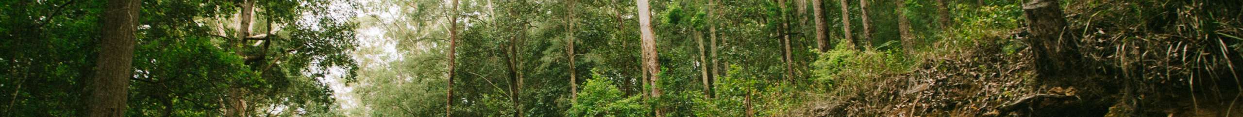 NSW Royal National Park, Australia