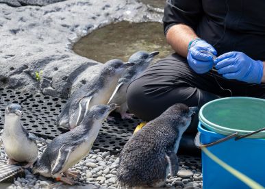 Guide to the International Antarctic Centre