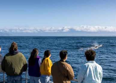 Guide to Whale Watch Kaikōura