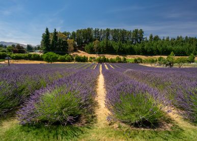 Guide to Wānaka Lavender Farm