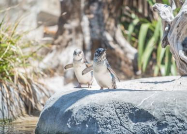 Guide to Penguin Place