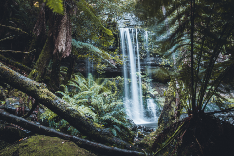 Mount Field National Park