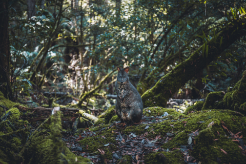 Mount Field National Park