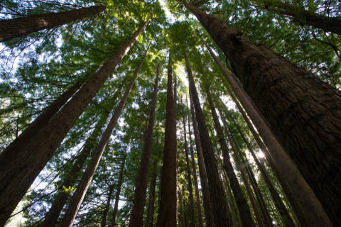 Great Otway National Park 