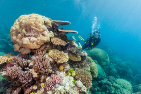 Great Barrier Reef