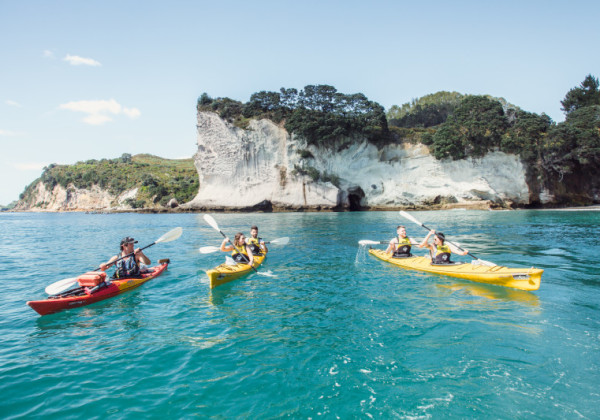 auckland kiwi tour