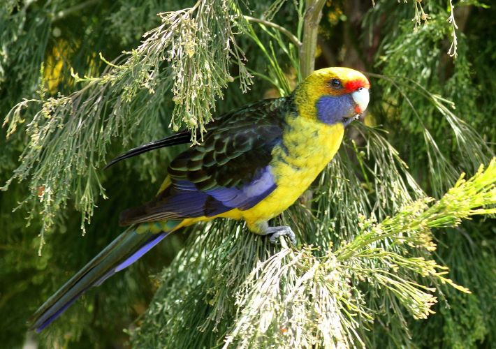tips-for-tasmania