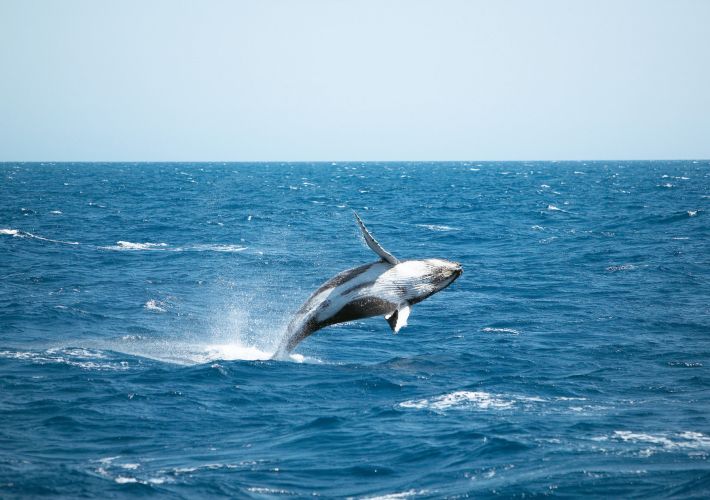 whale-watching-queensland