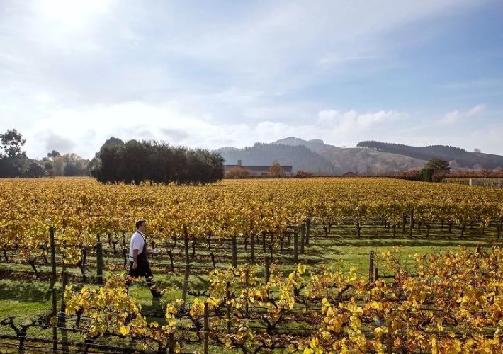 must-visit-wineries-in-hawkes-bay